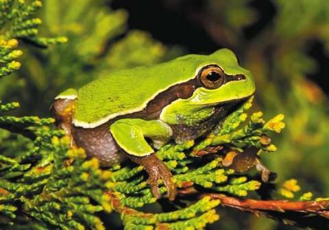 ¿Qué pactaron los líderes mundiales para revertir la pérdida de la naturaleza?