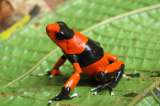 Condenadas por su belleza: así es el tráfico de ranas venenosas en Colombia