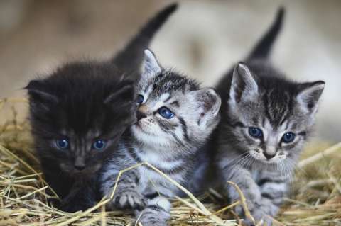 ¿Cuáles son las razas de gatos más amigables y cariñosas?