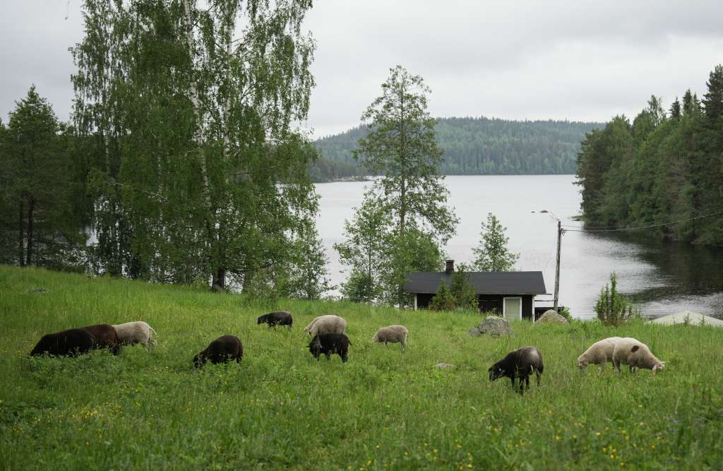 A sheep herd stands on a field on June 17, 2025 in Isojarvi National Park, Langelmaki, Finland.