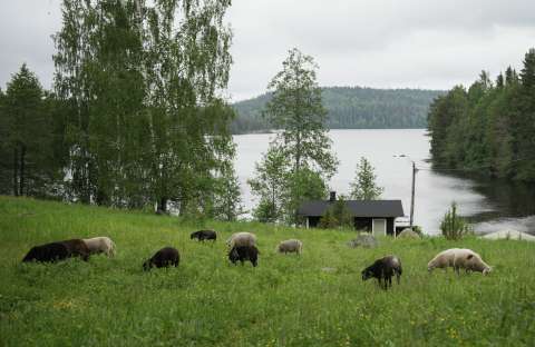 ¿Vacaciones cuidando ovejas? En Finlandia, es el plan de verano de moda