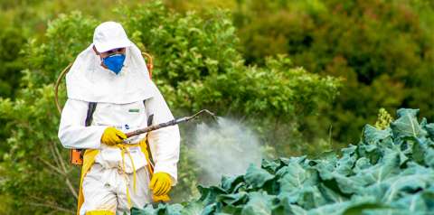 Pesticidas en la vida diaria: dónde están y cómo reducir la exposición