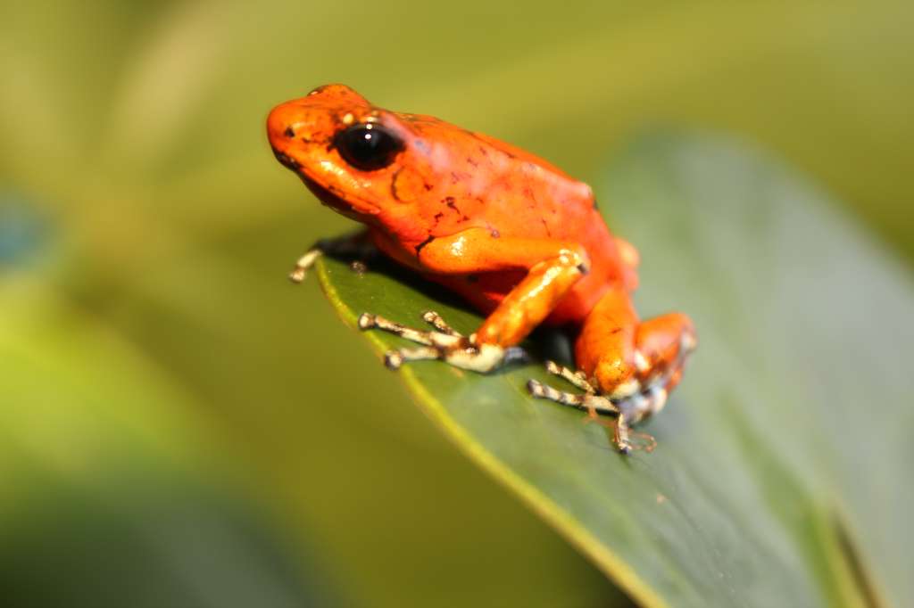 El nuevo acuerdo busca detener la pérdida de biodiversidad.