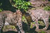 Animales silvestres: por qué no pueden ser miembros de una familia multiespecie