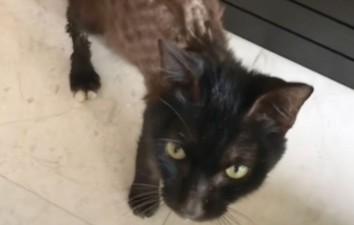 La historia de Khalon, el gato rescatado de la desnutrición: no pesaba ni 2 kilos