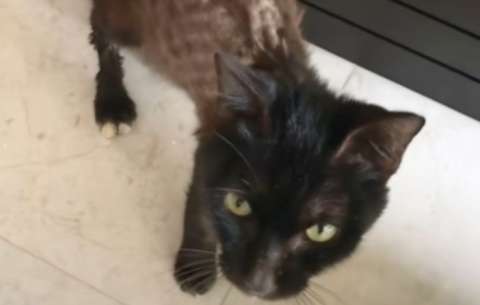 La historia de Khalon, el gato rescatado de la desnutrición: no pesaba ni 2 kilos