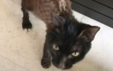 La historia de Khalon, el gato rescatado de la desnutrición: no pesaba ni 2 kilos