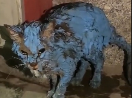 Encuentran a gatito indefenso repleto de pintura seca: su vida dio drástico giro