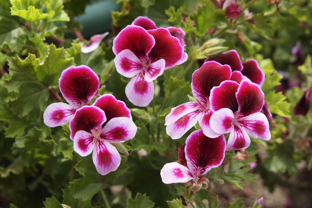 es una planta perenne originaria de África, conocida por sus coloridas flores que recuerdan a los pensamientos y sus hojas aromáticas, ideal para embellecer jardines.