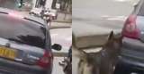Denuncian que perrito fue abandonado en plena vía pública de Barranquilla