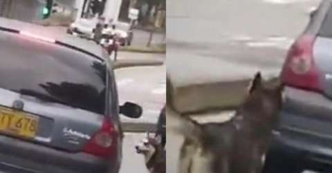 Denuncian que perrito fue abandonado en plena vía pública de Barranquilla