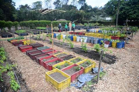 ¿Y si cultivamos en nuestros jardines caseros plantas en peligro de extinción?