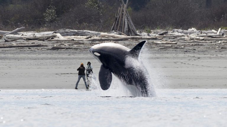 “El 1 de abril de 2024, más de 20 orcas de Bigg entraron juntas en Puget Sound”. cuenta Ling. “En Point No Point, uno de mis amigos estaba en la playa observando cómo pasaban las manadas, cuando T099C 'Barakat', una orca macho, de repente comenzó a saltar repetidamente cerca de la playa. En un momento dado, saltó del agua a pocos metros de mi amiga. Aunque su lente era demasiado larga para la distancia, yo estaba en alta mar y capturé la foto perfecta para ella, una imagen que reflejaba a la perfección la conexión entre las orcas salvajes y los observadores de ballenas en tierra firme en Puget Sound”.