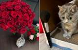 La gatita que pesa menos de un kilo y enamoró en redes sociales: ella es Masi
