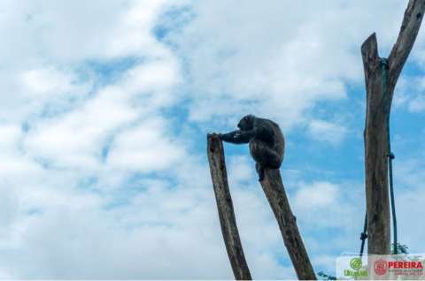 El problema del que no se está hablando con el sacrificio de dos chimpancés en Pereira