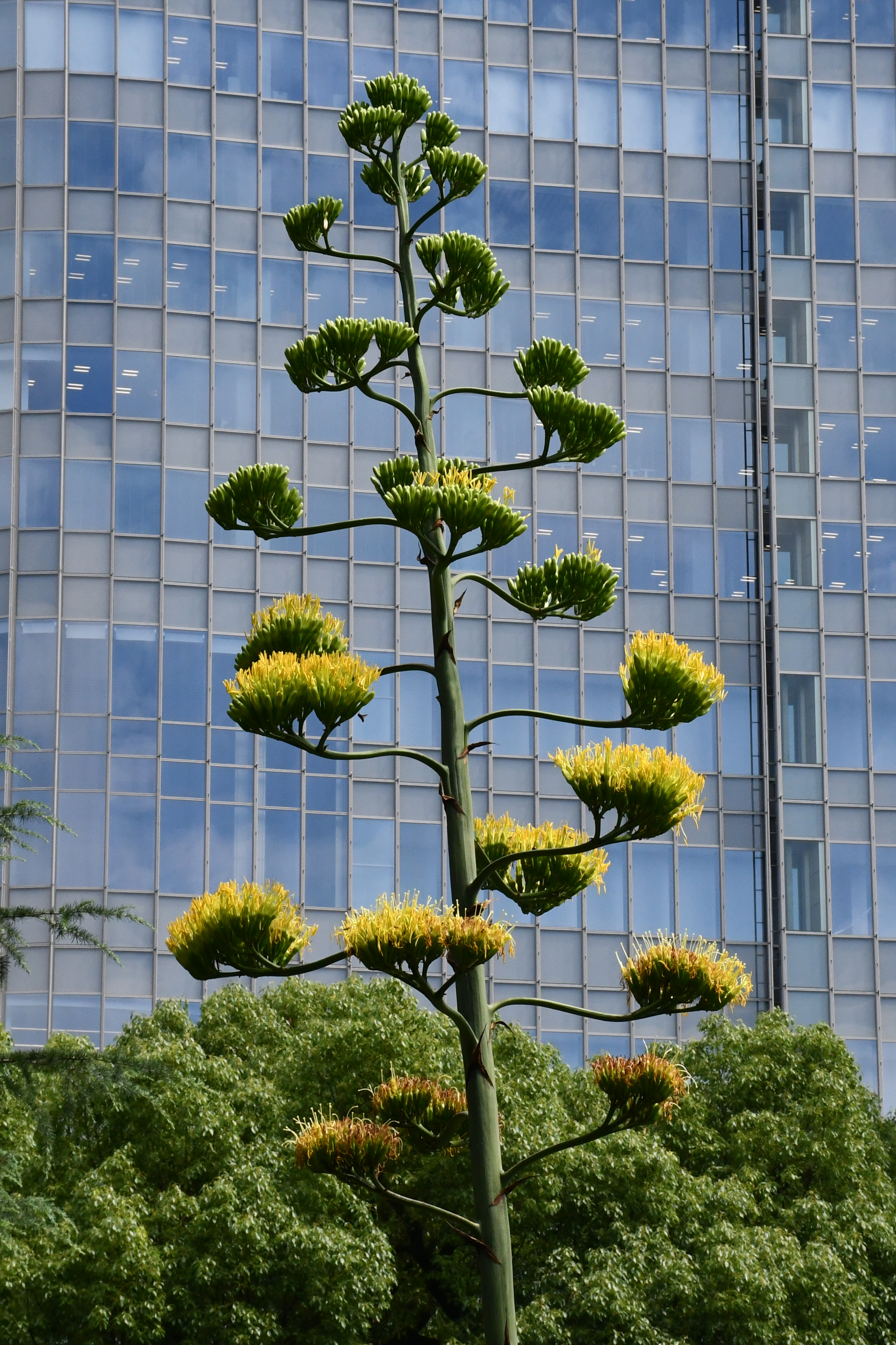 TOKIO, 17/07/2024.- Una planta centenaria de agave, que se dice que florece solo una vez cada siglo, ha comenzado a abrir sus flores amarillas en el céntrico parque tokiota de Hibiya, donde ha atraído a numerosos japoneses y turistas. EFE/ Edurne Morillo