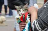 Este fin de semana habrá jornada de esterilización de mascotas en Bogotá