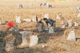 ¿Por qué es importante la agricultura familiar?