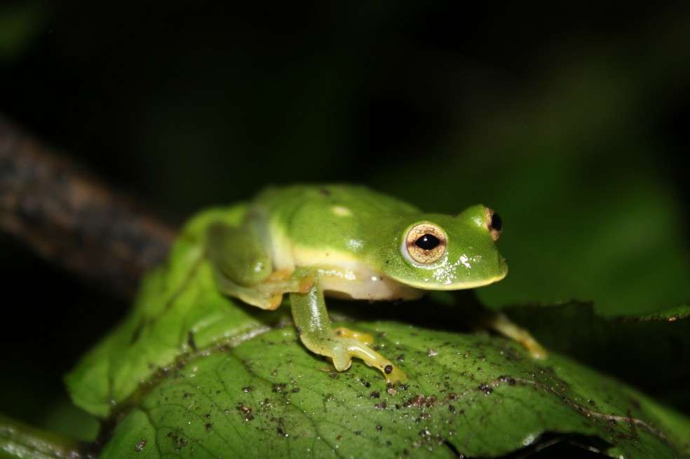 Ikakogi Tayrona, es una especie que habita en la Sierra Nevada de Santa Marta.