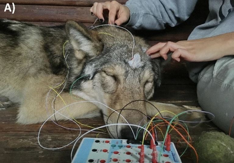 ¿Cómo duermen los lobos? Pistas sobre el sueño de los ancestros del perro