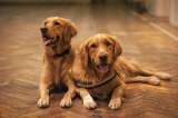 ¿Cómo ayudar a un perro adoptado a sentirse seguro? Cinco recomendaciones