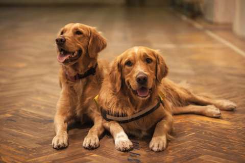 ¿Cómo ayudar a un perro adoptado a sentirse seguro? Cinco recomendaciones