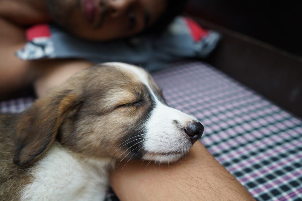 Adicción drogas perros ayudan