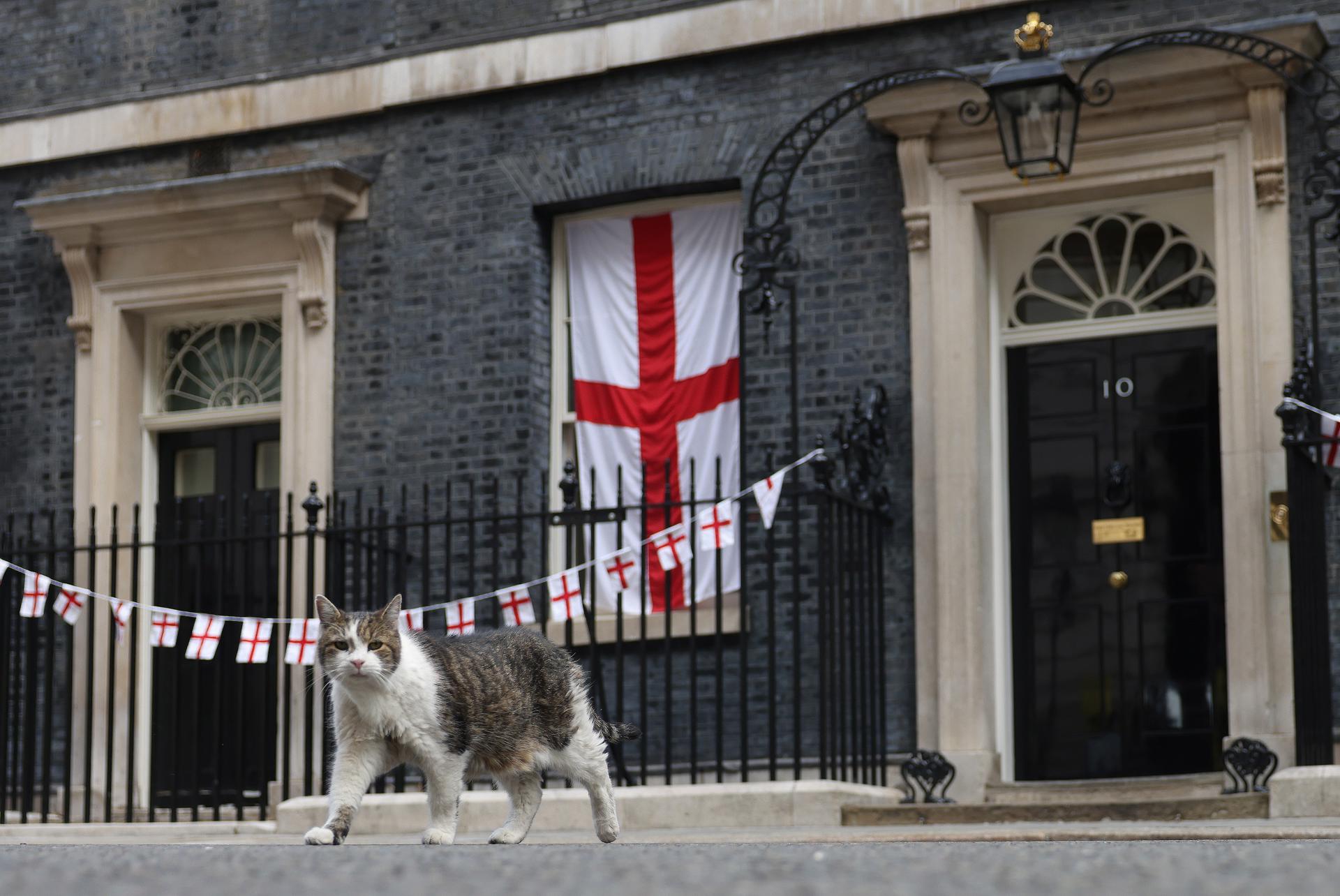 LONDON (United Kingdom), 15/07/2026.- Larry the cat walks ahead of a cabinet meeting of the UK government at Downing Street in London, Britain, 15 July 2026. (Reino Unido, Londres) EFE/EPA/NEIL HALL