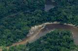 Operación internacional contra delitos ambientales en la Amazonia deja cientos de capturas