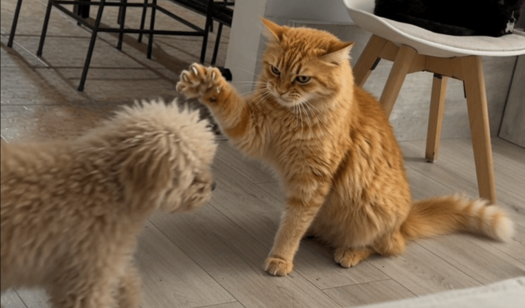 Gato adoptado naranjito
