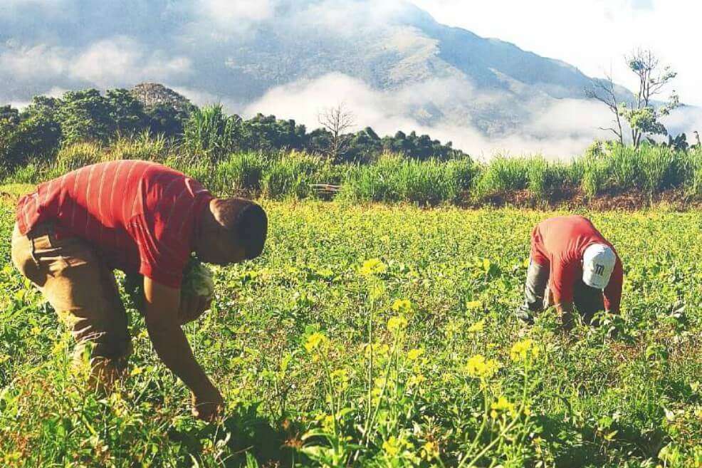 De acuerdo con los científicos, si no cambiamos la forma como producimos comida, nada será suficiente para mitigar la crisis climática./ Wikimedia - Creative commons