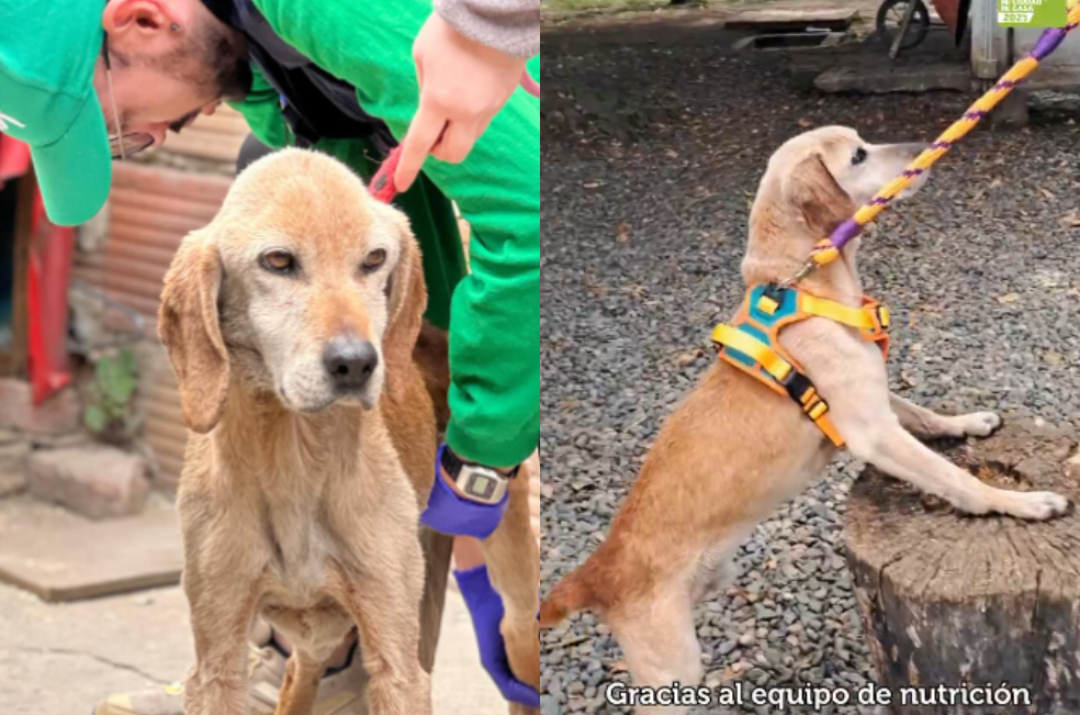 Así avanza la recuperación de Coffe, el perro abandonado en una terraza de Bogotá
