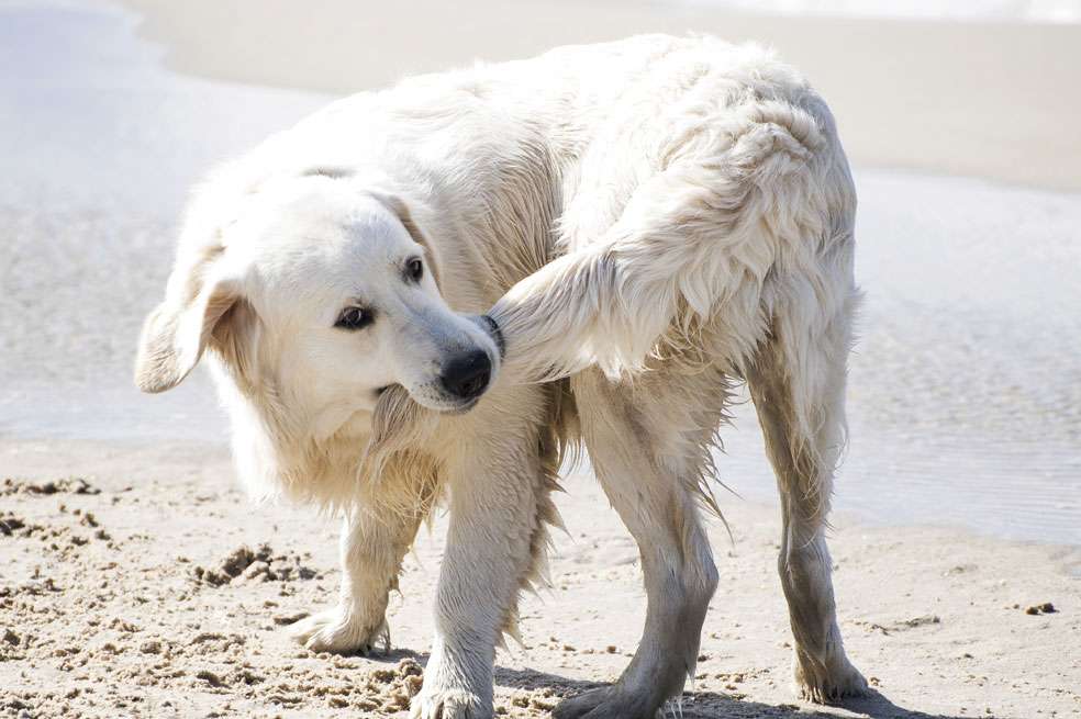 Estas mascotas tienen varias curiosidades que muchas veces sorprenden a sus dueños.