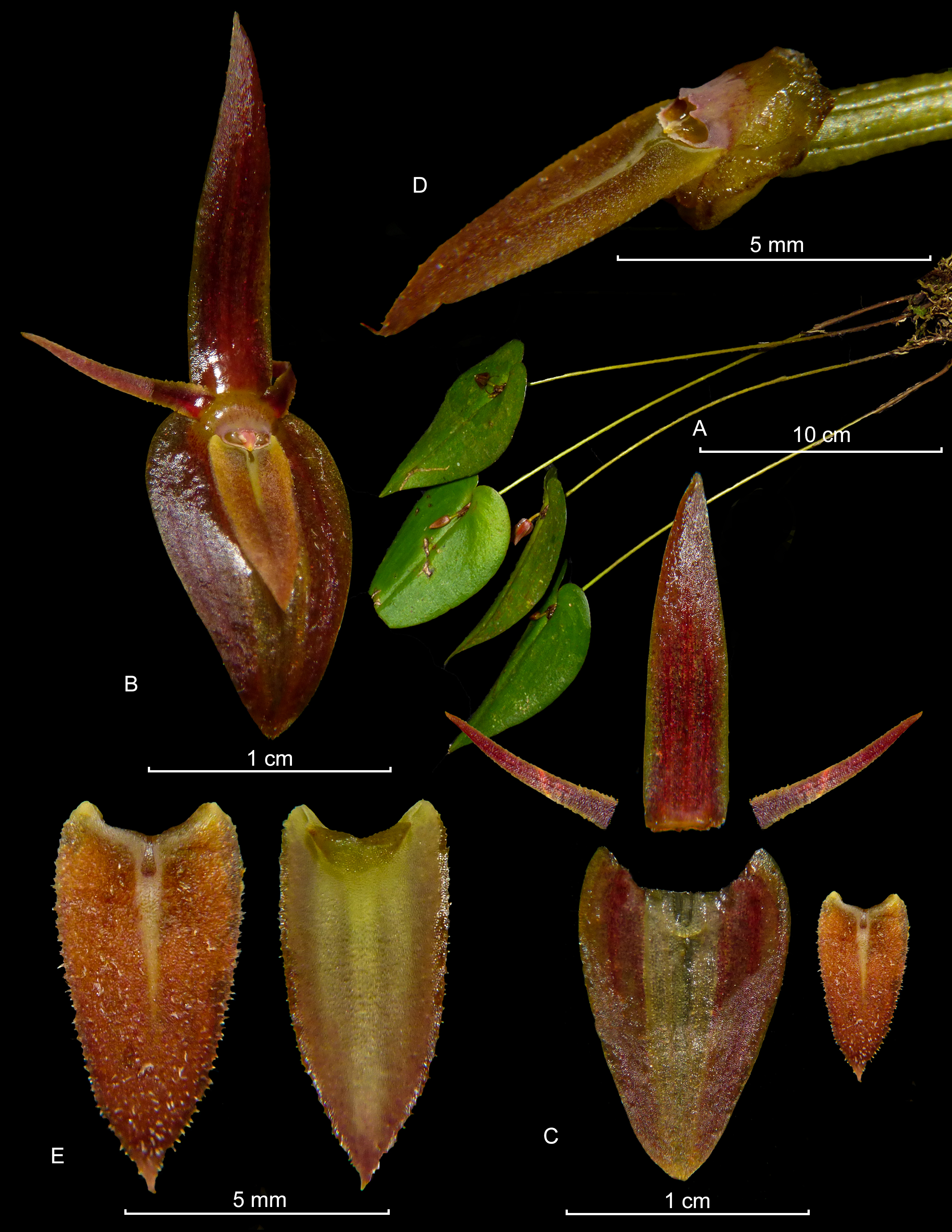 Pleurothallis petroana, especie nombrada en honor a Gustavo Petro.