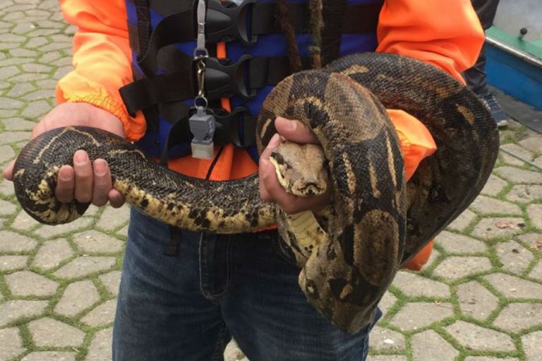 Sin rastro de supuestas crías de boa rescatada en el Parque Simón Bolívar