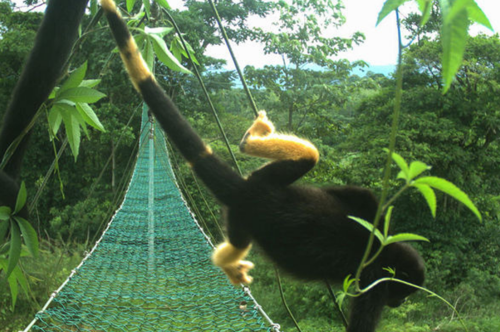 La alimentación de los monos aulladores (Alouatta palliata), que son típicamente negros, podría estar cambiando la pigmentación de sus pelajes. / Tomado de la organización Panthera Costa Rica