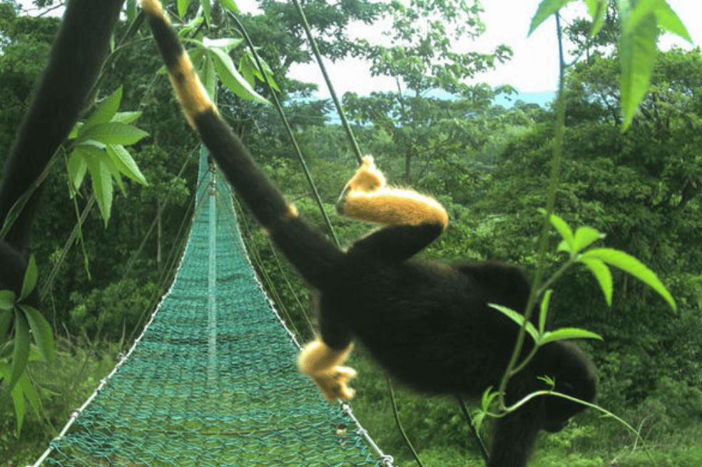 La alimentación de los monos aulladores (Alouatta palliata), que son típicamente negros, podría estar cambiando la pigmentación de sus pelajes. / Tomado de la organización Panthera Costa Rica
