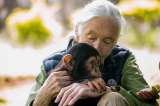 Murió Jane Goodall, la reconocida primatóloga y activista ambiental, a los 91 años