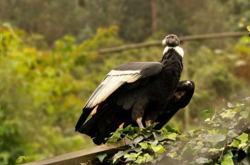 El cóndor andino es una de las aves con mayor envergadura del planeta.