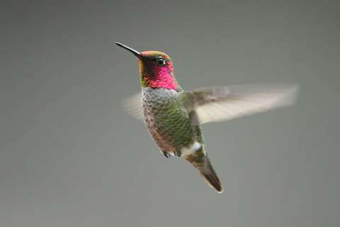 Lo que puede hacer para atraer colibríes a su jardín