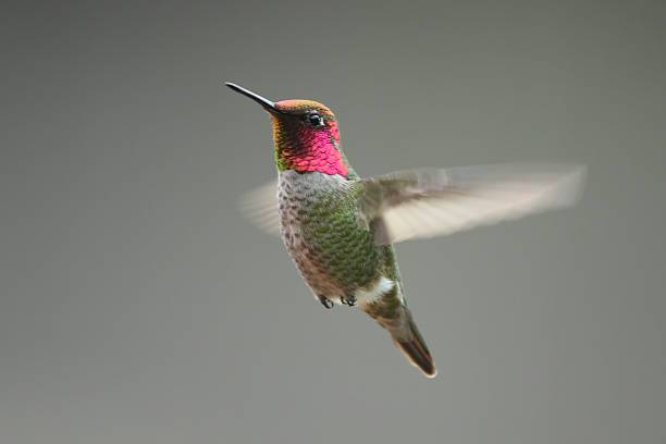 Lo que puede hacer para atraer colibríes a su jardín
