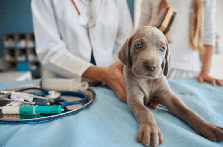 Estudiar el cáncer en perros está ayudando a entender mejor la enfermedad en humanos