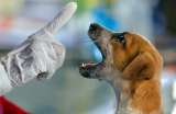 Día Mundial contra la Rabia: claves para proteger su salud y la de su mascota