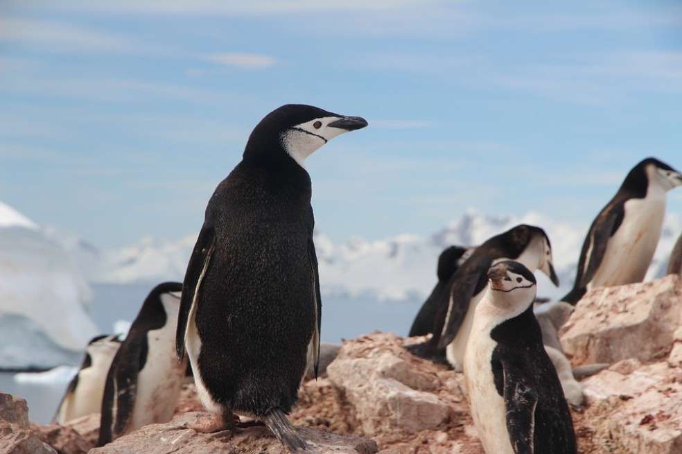 El pingüino barbijo ("Pygoscelis antarcticus") fue una de las especies estudiadas.