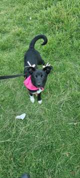 ¿Quiere adoptar un perro o gato? Estos animales buscan hogar responsable en Bogotá