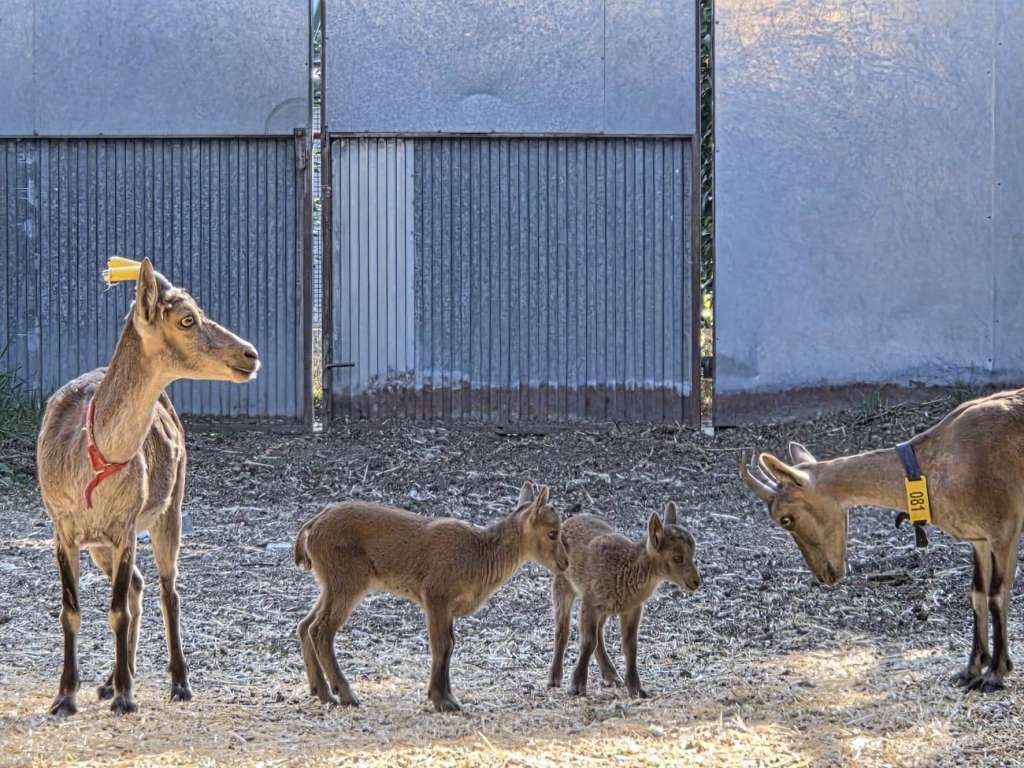 Cabras monteses obtenidas mediante fecundación in vitro. / INIA.