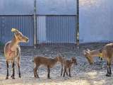 Por primera vez logran nacimiento de cabras salvajes con células recuperadas tras la muerte