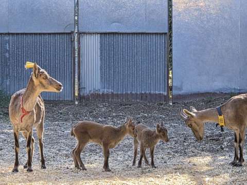 Por primera vez logran nacimiento de cabras salvajes con células recuperadas tras la muerte