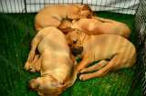 Cámara para mascotas capta adorable vínculo entre perros (video)
