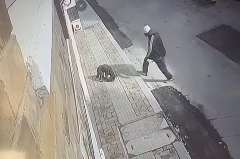 Maltrato animal en Sogamoso: captan a hombre golpeando a un perro con objeto